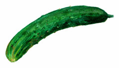 Slanggurka Shintokiwa - Cucumis sativus Shintokiwa
