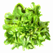 Sallat, Plock-, Salad Bowl - Lactuca sativa Salad Bowl