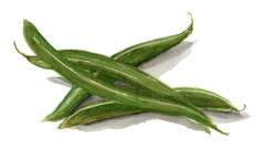 Störbrytböna Eva - Phaseolus vulgaris Eva
