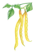 Störvaxböna Neckargold - Phaseolus vulgaris Neckargold