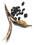 Kokböna Oves Lilla Svarta - Phaseolus vulgaris (kokböna-gr.) Oves Lilla Svarta
