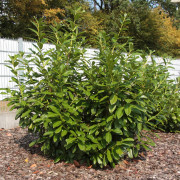 Lagerhägg - Prunus laurocerasus Novita (Storlek: 50-60 C3,5)