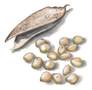 Gråärt Puggor från Ballingslöv-Glimåkra - Pisum sativum Puggor från Ballingslöv-Glimåkra