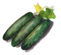 Slanggurka Marketmore - Cucumis sativus Marketmore