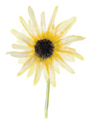 Solros, Miniatyr-, Italian White - Helianthus debilis Italian White