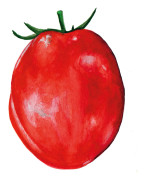 Plommontomat Amish Paste - Solanum lycopersicum Amish Paste
