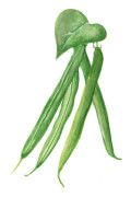 Brytböna Särdal - Phaseolus vulgaris Särdal