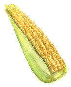 Majs, Socker-, Damaun - Zea mays var. rugosa Damaun