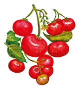 Busktomat Norderås Busk - Solanum lycopersicum Norderås Busk