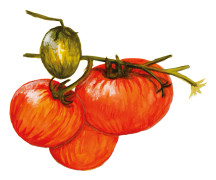 Busktomat Pixie Striped - Solanum lycopersicum Pixie Striped