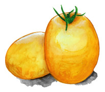 Cocktailtomat Ida Gold - Solanum lycopersicum Ida Gold