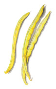 Vaxböna Rocquencourt - Phaseolus vulgaris De Rocquencourt