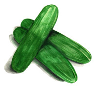 Gurka Muncher - Cucumis sativus Muncher