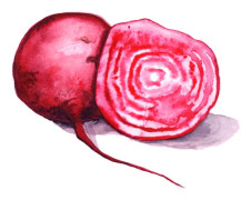 Rödbeta Chioggia - Beta vulgaris Chioggia