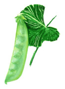 Sockerärt Låg Norli - Pisum sativum Norli