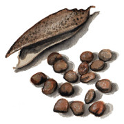 Gråärt Kärrboda - Pisum sativum Kärrboda