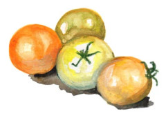 Körsbärstomat Jochalos - Solanum lycopersicum Jochalos