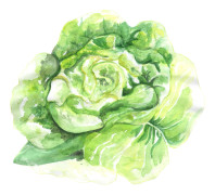Sallat, Huvud-, Briweri - Lactuca sativa Briweri