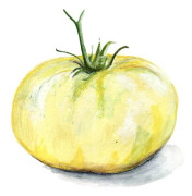 Bifftomat Great White - Solanum lycopersicum Great White