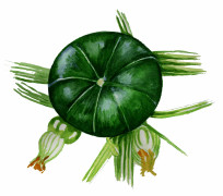 Sommarsquash Zaphito - Cucurbita pepo Zaphito