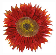 Solros, Velvet Queen - Helianthus annuus Velvet Queen