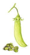 Brytmärgärt Klenshyttan - Pisum sativum Klenshyttan