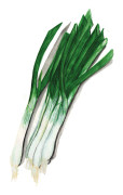 Salladslök Idunn - Allium fistulosum Idunn