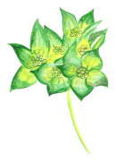 Harört - Bupleurum rotundifolium