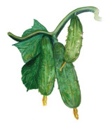 Gurka Northern Pickling - Cucumis sativus Northern Pickling