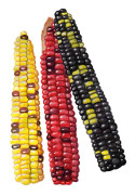 Majs, Mjöl-, Painted Mountain - Zea mays var. amylacea Painted Mountain