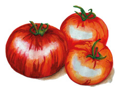 Tomat Tigerella - Solanum lycopersicum Tigerella