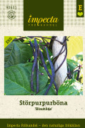 Störpurpurböna Blauhilde, Ekologisk - Phaseolus vulgaris Brunhilde