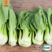 Pak Choi Bok Choy Green, Ekologisk - Brassica rapa var. Chinensis Bok Choy Green