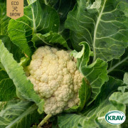 Blomkål Bola de Neve, Ekologisk - Brassica oleracea Bola de Neve