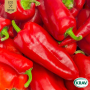 Spetspaprika Corno di Toro Rosso, Ekologisk - Capsicum annuum Corno di Toro Rosso