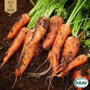 Morot Vinter Chantenay a coeur rouge 2, Ekologisk - Daucus carota Chantenay a Coeur Rouge 2