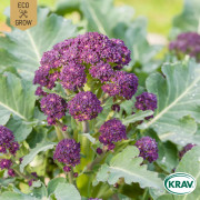 Broccoli-, Vinter Purple Sprouting, Ekologisk - Brassica oleracea var. Italica Purple Sprouting
