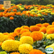 Tagetes, Liten, Cracker Jack Mix, Ekologisk - Tagetes patula nana