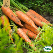 Morot Sommar Berlikumer 2, Ekologisk - Daucus carota Berlikumer 2