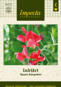 Luktärt Queen Alexandria - Lathyrus odoratus Queen Alexandria