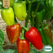 Paprika Albaregia, Ekologisk - Capsicum annuum Albaregia