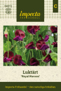 Luktärt Royal Maroon - Lathyrus odoratus Royal Maroon