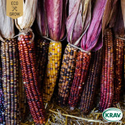Majs, Popcorn-, Glass Gem, Ekologisk - Zea mays Glass Gem