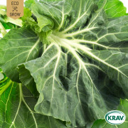 Bladkål Tronchuda, Ekologisk - Brassica oleracea (acephala var. medullosa) Tronchuda