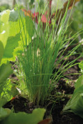 Gräslök, Dolores - Allium schoenoprasum Dolores