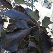 Blodbok - Fagus sylvatica Riversii (Storlek: utr 125-150 co)