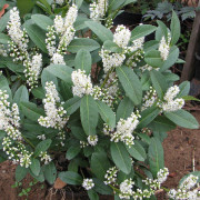Lagerhägg - Prunus laurocerasus Piri (Storlek: 30-40 co)