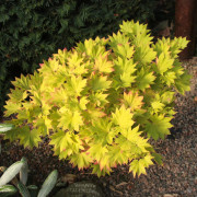 Japansk Gyllenlönn - Acer shirasawanum Aureum (Storlek: 40-45 C3)