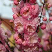 Rosenmandel - Prunus triloba (Storlek: 120 stam C5)