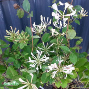 Buskkaprifol - Lonicera Honey Baby (Storlek: 30-40 C3)